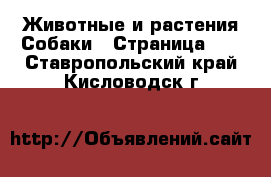 Животные и растения Собаки - Страница 12 . Ставропольский край,Кисловодск г.